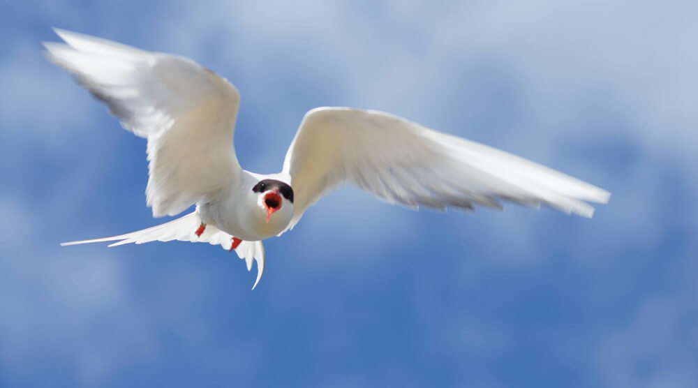 Artic tern